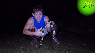 Venomous Snakes amp Buddhist Bat Cave in Thailand [upl. by Ioves]