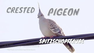 Crested Pigeon Ocyphaps lophotes  Spitzschopftaube 4 [upl. by Mcclenaghan]