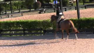 Video of CANADIAN BLUE ridden by VICTORIA COLVIN from ShowNet [upl. by Nnad]