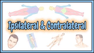 22 Ipsilateral amp Contralateral Terms  2D Animation [upl. by Meit]