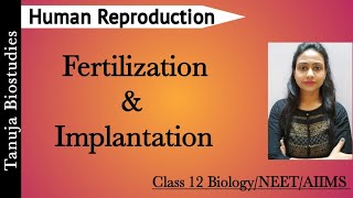 Human Reproduction  Fertilization and Implantation  Blastomeres amp Morula  Class 12 BiologyNEET [upl. by Artinad]