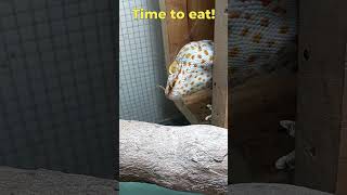 Tokay Gecko Sound And Feeding The Gecko phucsanimalhouse tokaygecko animalsounds [upl. by Irodim]