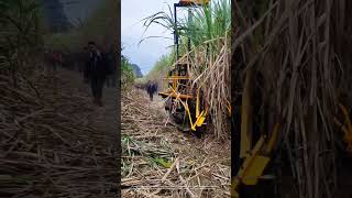 A Pity That The Harvester Cannot Do Leaf Removal And Bundling Work For Sugarcane [upl. by Aticilef249]