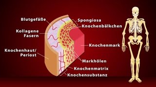 Knochen  Schulfilm Biologie [upl. by Toffey743]