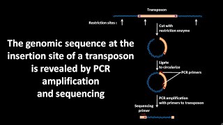 Genomic sequence at the insertion site of a transposon is revealed by PCR amplification amp sequencing [upl. by Akemyt]