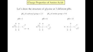 Amino acid basics [upl. by Ynney294]