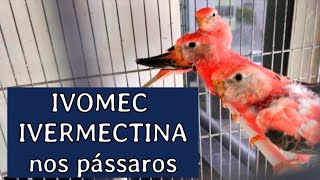 VERMIFUGAR PÁSSAROS  USO DE IVERMECTINA E IVOMEC [upl. by Grous457]