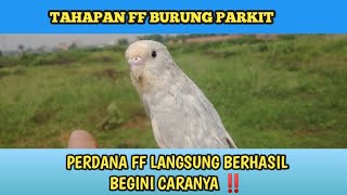 TAHAPAN PERDANA FF BURUNG PARKIT‼️CARA PERDANA FF PARKIT MUDAH DAN BERHASIL ⁉️parkit [upl. by Aranahs]