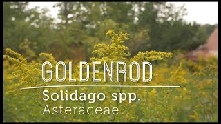 Goldenrod Breath Easy Pee Easy New Video Lesson [upl. by Standush]