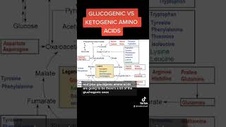 Glucogenic vs Ketogenic Amino Acids MCAT [upl. by Seigel]