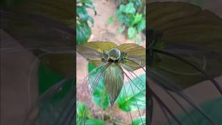 tacca chantrieri  black bat flower [upl. by Nadruoj667]