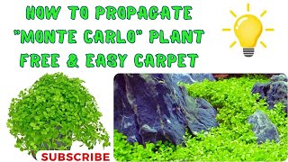 How to propagate Micranthemum quot Monte Carloquot plant Dry start method montecarlo free amp easy carpet [upl. by Barthelemy]