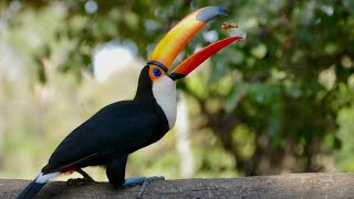 Toco Toucan amazing birds in the world  Toco Toucan Birds Adaptation [upl. by Yuhas87]