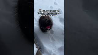 Wild Porcupine Is Obsessed With Fruit Salads  The Dodo [upl. by Ermin]