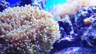 Sohal Tang Tims Reef HD [upl. by Norah]