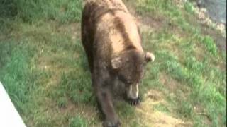 Must see Giant Brown Bear 5 feet away from us [upl. by Dunston]