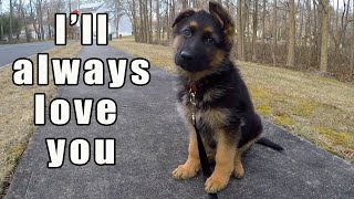 German Shepherd Puppy  Watch this before getting one [upl. by Brandes]