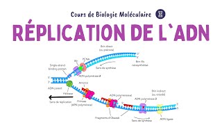 RÉPLICATION DE LADN  ACIDES NUCLÉIQUES  Biochimie Facile [upl. by Featherstone]