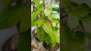 तुलसी का पौधा🌿tulsi tulsiplant shorts plants [upl. by Tengdin]