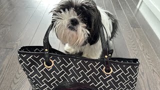 My Dog Is OBSESSED With My Purse  Shih Tzu Won’t Stop Howling [upl. by Harim817]