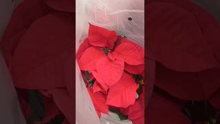 Red Poinsettia flowers in Walmart [upl. by Bricker]