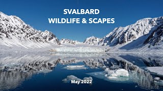 Polar Bear Safari in Svalbard May 22 [upl. by Karil]