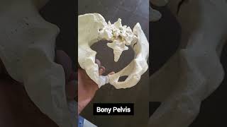 Bony PelvisPelvis brimPelvis ka image [upl. by Warga877]