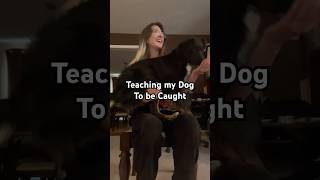 His Hesitancy is getting better 😂 dogtraining australianshepherd dogtricks dogmom [upl. by Bunce]