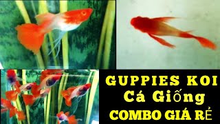 Cập nhật combo guppies giá rẻ  Cá Bảy Màu giống  Koi Red Ear RB Fin C TBB full [upl. by Alexi]