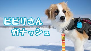 飼い主募集中  子犬のガナッシュの紹介です☆彡 [upl. by Yartnod]