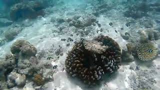 Vilamendhoo 2024 House reef [upl. by Devy]