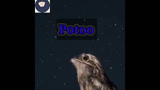 potoo bird 🤔👍shorts ytshorts youtubeshorts trendingshorts amazingfacts facts factwalebhaiya 🐥 [upl. by Sandye455]