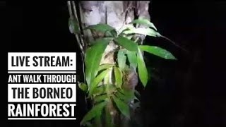 LIVE ANT WALK IN THE BORNEO JUNGLE Amazing Creatures Spotted [upl. by Gamaliel246]