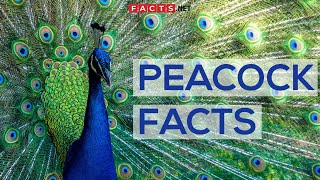 Interesting Facts About Peacocks And Peahens Or The Peafowls [upl. by Kitarp]