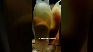 Inside The Secret World Of Shark Eggs naturedocumentary [upl. by Rofotsirk488]