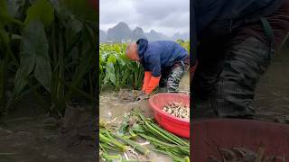 Harvesting fresh sagittaria trifolia process [upl. by Tichonn]