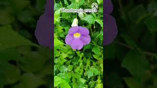 Grow Cuttings of Thunbergia erecta Plant in This Monsoon [upl. by Baxy]