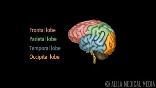 Neuroscience Basics Human Brain Anatomy and Lateralization of Brain Function 3D Animation [upl. by Melinde]