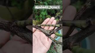 गौर से देखो क्या है I discovered this Peppered Moth caterpillar on roses plant on 27 sep 2024 [upl. by Gnos]