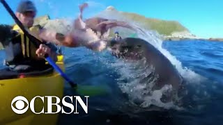 Seal slaps kayaker with octopus [upl. by Ademordna]