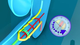 3D Midgut Embryology  Rotation of Midgut in 3D  Physiological Umbilical Hernia and Intestines [upl. by Almira611]