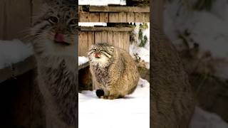 Pallas cat meowing cat shorts catmeowing [upl. by Norbie]