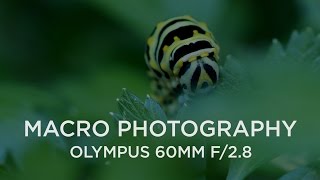 Shooting Macro with the Olympus 60mm f28 [upl. by Ayanaj]