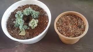 HOW DO THE PUPS LOOK AFTER A YEAR  SUCCULENT CARE TIPS [upl. by Ybbed]