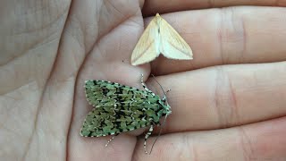 A cracking night at the moth trap October 28th 2024 [upl. by Harden]