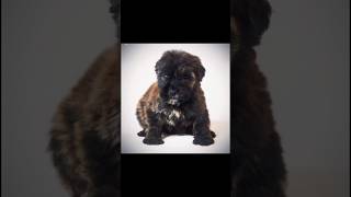 Bouvier Des Flandres  bouvierdesflandres edit template [upl. by Holly]