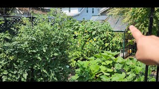 Mid July Potager Garden Update [upl. by Mide]