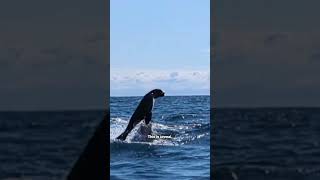 Shark nearly capsizes kayaker in NZ [upl. by Neirod]