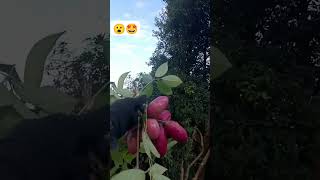 Akebia trifoliata गोफला 😘🤩 mrbeast shorts [upl. by Aihsoem]