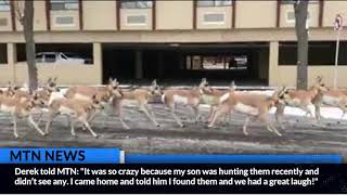 Antelope run through Billings street in front of butcher shop [upl. by Aidul]